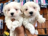 Bembeyaz Maltese Terri̇er 0 Numara