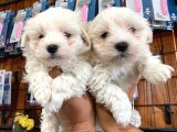 BEMBEYAZ MALTESE TERRİER 0 NUMARA
