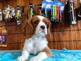 A Kalite Cavalier King Charles Spaniel Premium Yavrularimiz