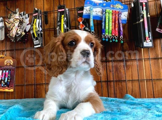 A Kalite Cavalier King Charles Spaniel Premium Yavrularimiz görsel