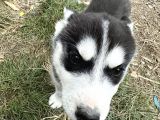 Erkek Maskeli Safkan Husky Si̇bi̇rya Kurdu