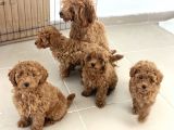 Petmode Köpek Çiftliğinden Apricot Toy Poodle Yavrularımız