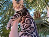 Show Class Erkek Bengal