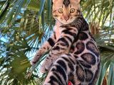 Show class Erkek Bengal