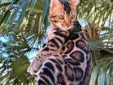 Show Class Erkek Bengal