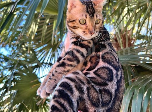 Show Class Erkek Bengal görsel