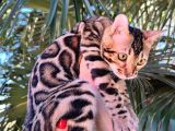 Show Class Erkek Bengal