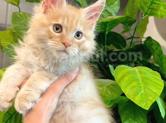Xl Maine Vcoon Yavrular