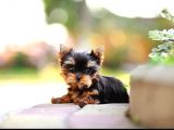 Petmode Köpek Çiftliğinden Tea Cup Yorkshire Yavrumuz