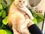 Xl Maine Vcoon Yavrular