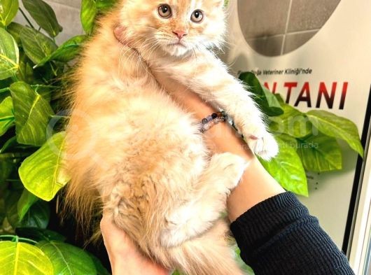 Xl Maine Vcoon Yavrular görsel