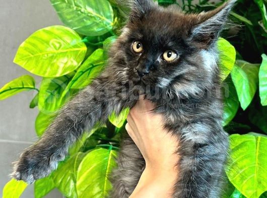 Xl Maine Vcoon Yavrular görsel