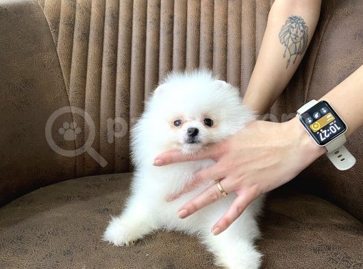 Show Sinifi Teddy Face Mi̇ni̇ Pomerani̇an Boo Kizimiz