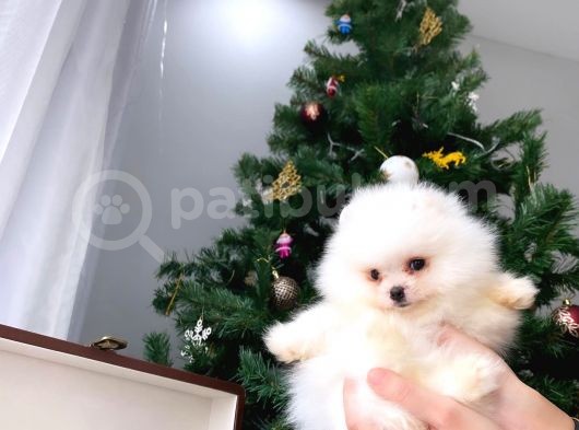 Show Sinifi Teddy Face Mi̇ni̇ Pomerani̇an Boo Kizimiz görsel