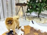 3 YAŞ ÜST KALİTE PET SINIFI YETİŞKİN POMERANİAN BOO