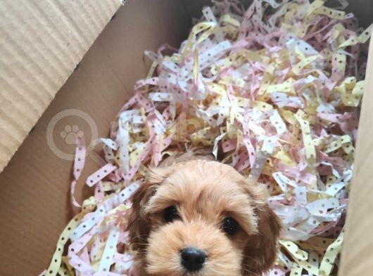 Maltipoo Muhteşem Bebek görsel