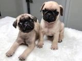 Irk özelliklerini tam anlamıyla taşıyan Pug