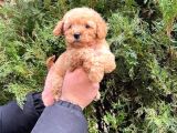 Kalite   Toy Poodle Yavrularimiz