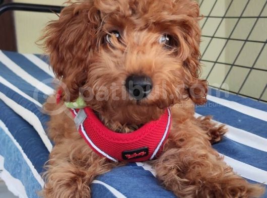 A Scr Muhteşem Toy Poodle  Yavrularimiz görsel