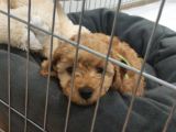 A Scr Muhteşem Toy Poodle  Yavrularimiz