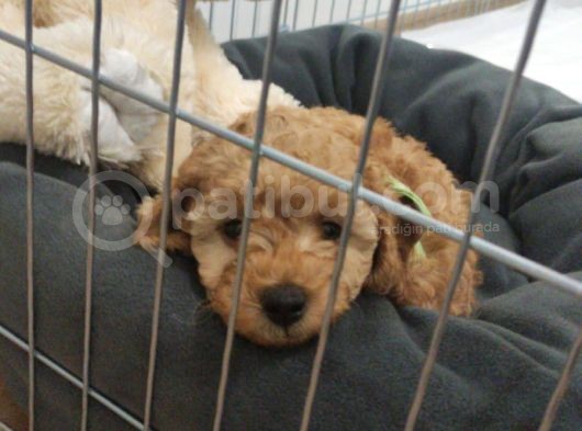 A Scr Muhteşem Toy Poodle  Yavrularimiz görsel