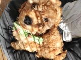 A Scr Muhteşem Toy Poodle  Yavrularimiz