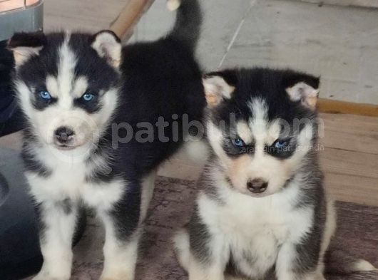 A Kalite Husky Yavrularımız