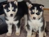A Kalite Husky Yavrularımız