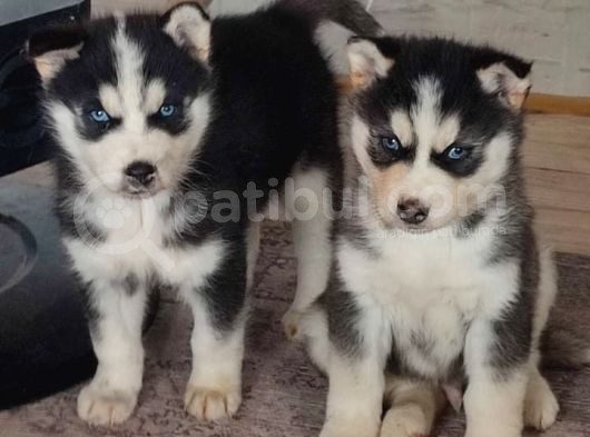 A Kalite Husky Yavrularımız görsel