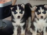 A Kalite Husky Yavrularımız