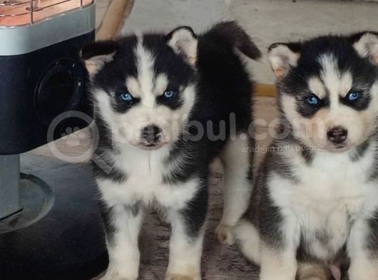 A Kalite Husky Yavrularımız görsel