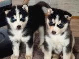 A Kalite Husky Yavrularımız