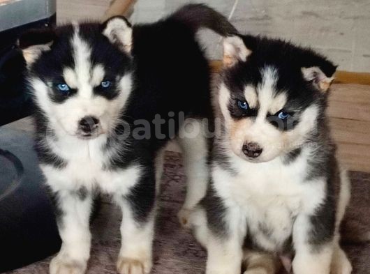 A Kalite Husky Yavrularımız görsel