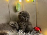 Scottish Fold yavrularımız