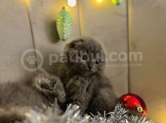 Scottish Fold yavrularımız