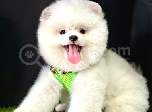 Boo Pomeranian Bebeklerimiz görsel