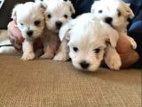 teacup maltese terrier bebekler