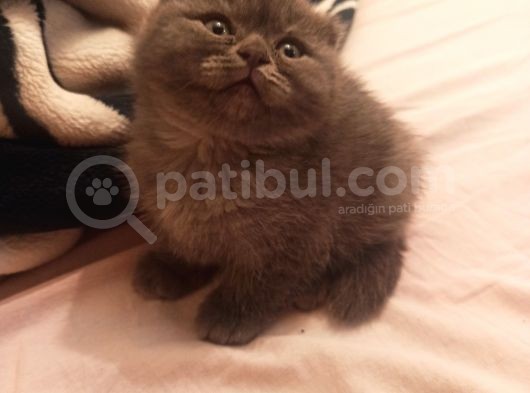 2 Aylık Erkek Scottish Fold Ankara görsel