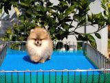 Pomeranian Tedy Bear