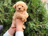 I Toy Poodle Yavrularimiz