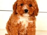 MALTİPO CİNSİ 