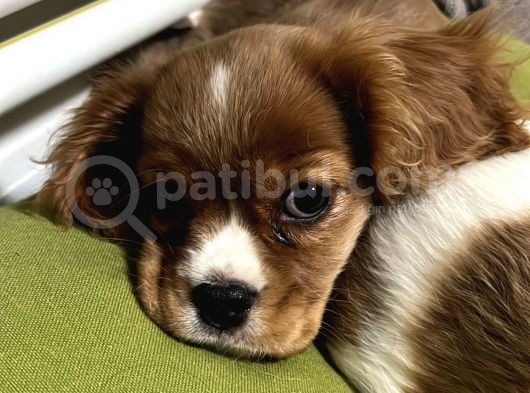 2 Aylık Ruby Dişi Blenheim Erkek