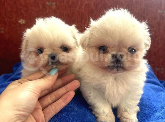 İmperial Pekinese Bebeklerimiz