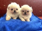 İmperial Pekinese Bebeklerimiz