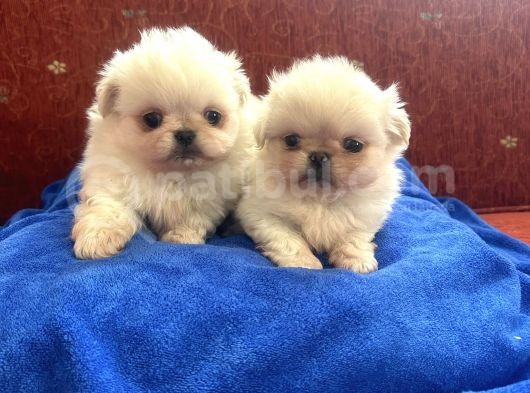İmperial Pekinese Bebeklerimiz görsel