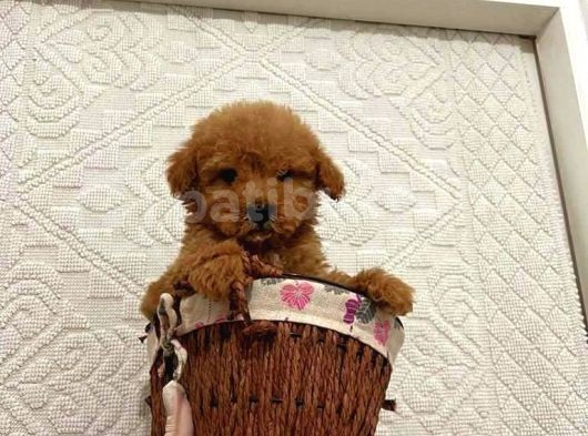 TOOY POODLE YAVRUMUZ 0 TEACUP 