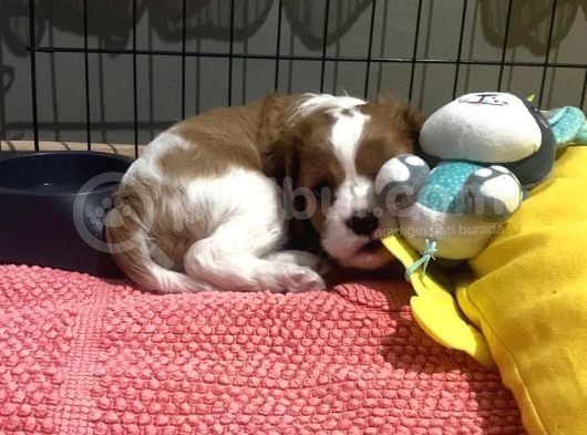 2 Aylık Ruby Dişi Blenheim Erkek görsel