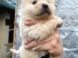 Mükemmel Kalite Chow Chow Yavrular