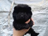 Mükemmel Kalite Chow Chow Yavrular
