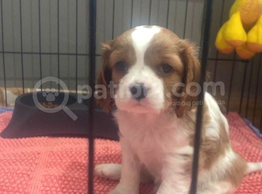 2 Aylık Ruby Dişi Blenheim Erkek görsel